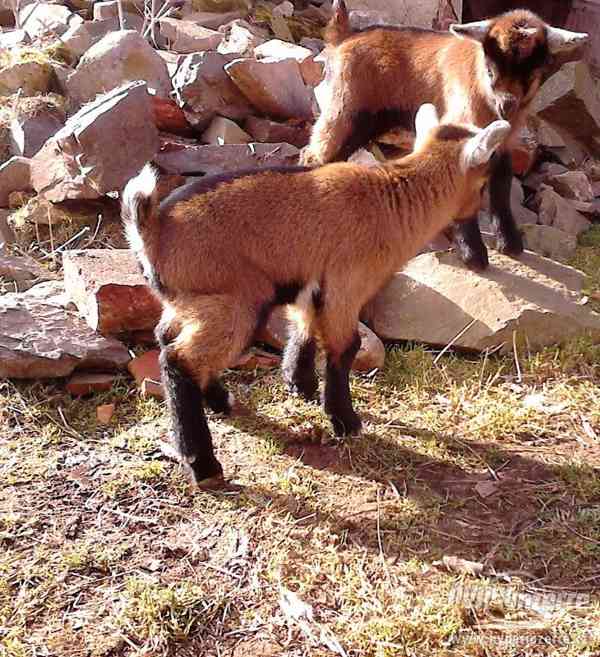 Prodám hnědou KOZU - foto 7