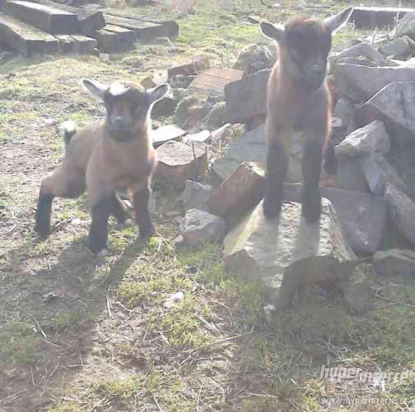 Prodám hnědou KOZU - foto 8