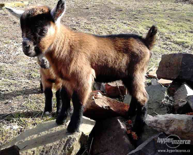 Prodám hnědou KOZU - foto 9