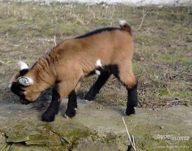 Prodám hnědou KOZU - foto 10