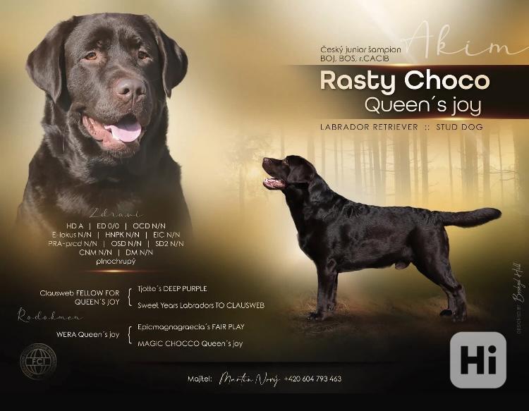 Čokoládová štěňata Labradorských retrívrů s PP - foto 1