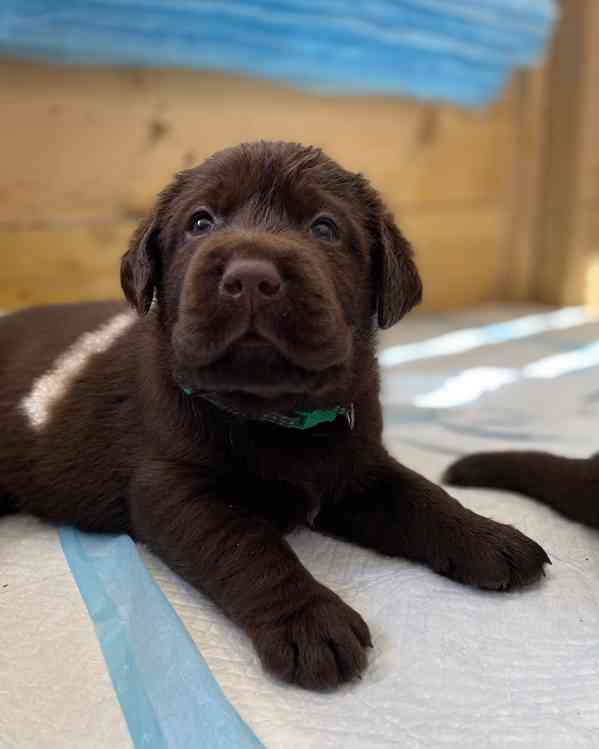 Čokoládová štěňata Labradorských retrívrů s PP - foto 4