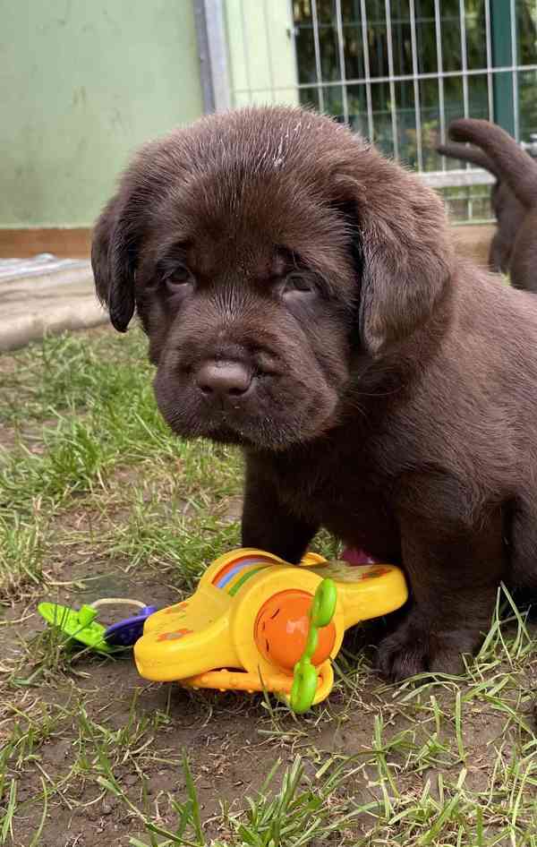 Čokoládová štěňata Labradorských retrívrů s PP - foto 10