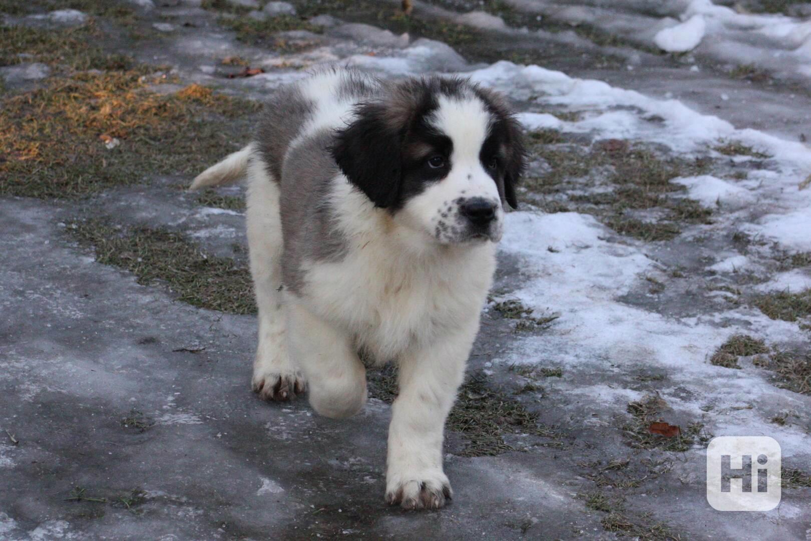 Moskevský strážní pes - foto 1