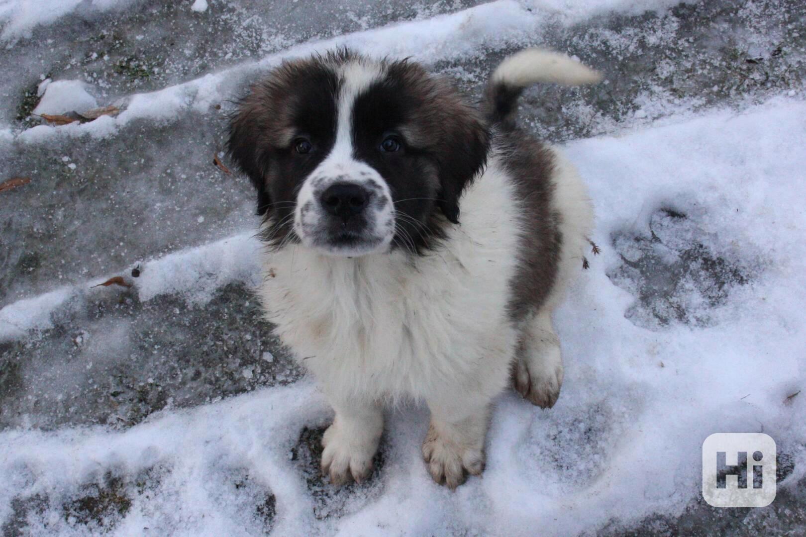 Moskevský strážní pes - foto 1