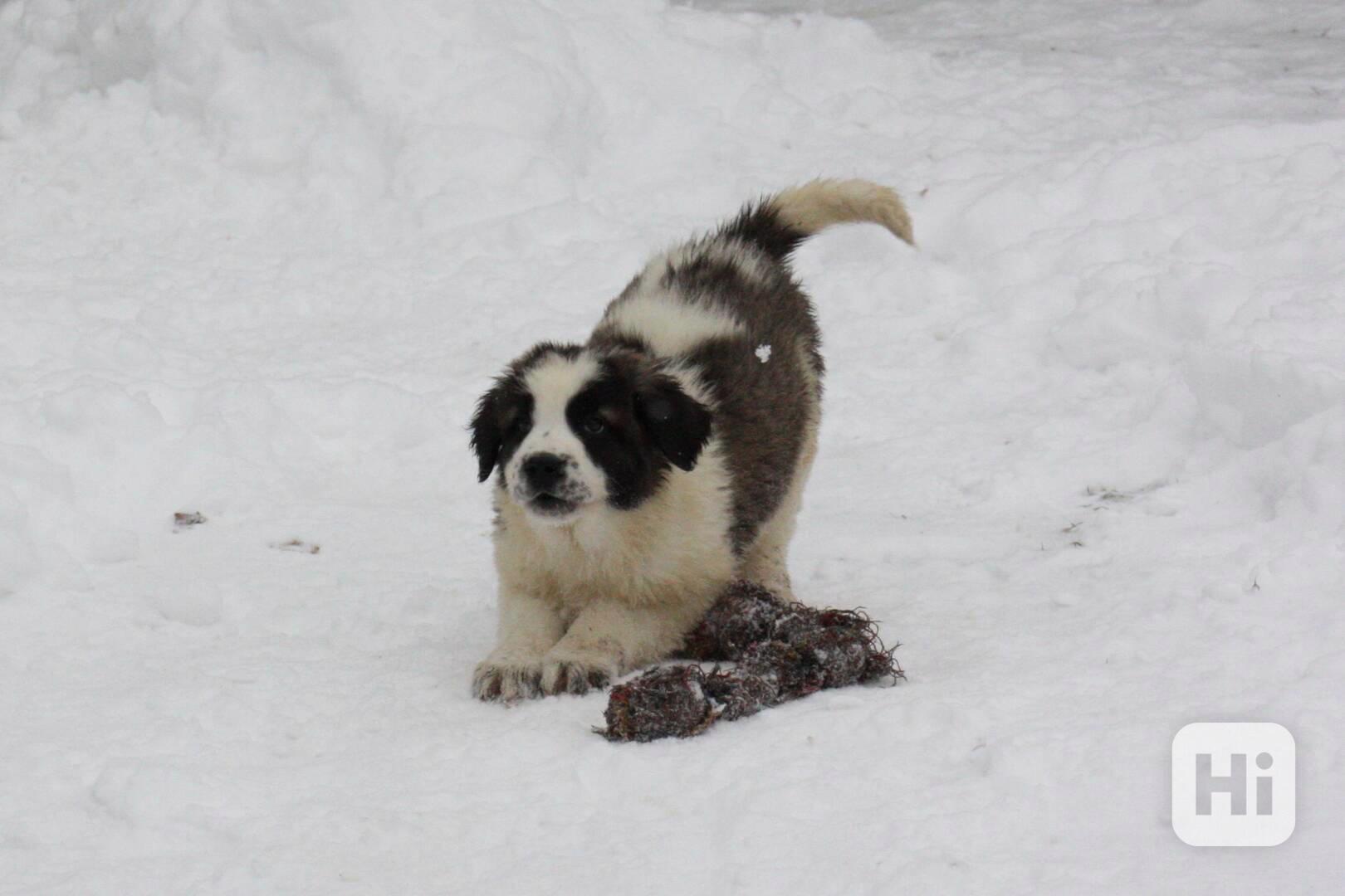 Moskevský strážní pes - foto 1