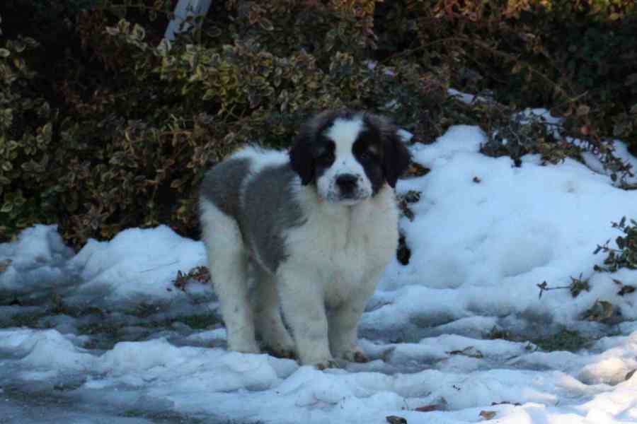 Moskevský strážní pes - foto 5