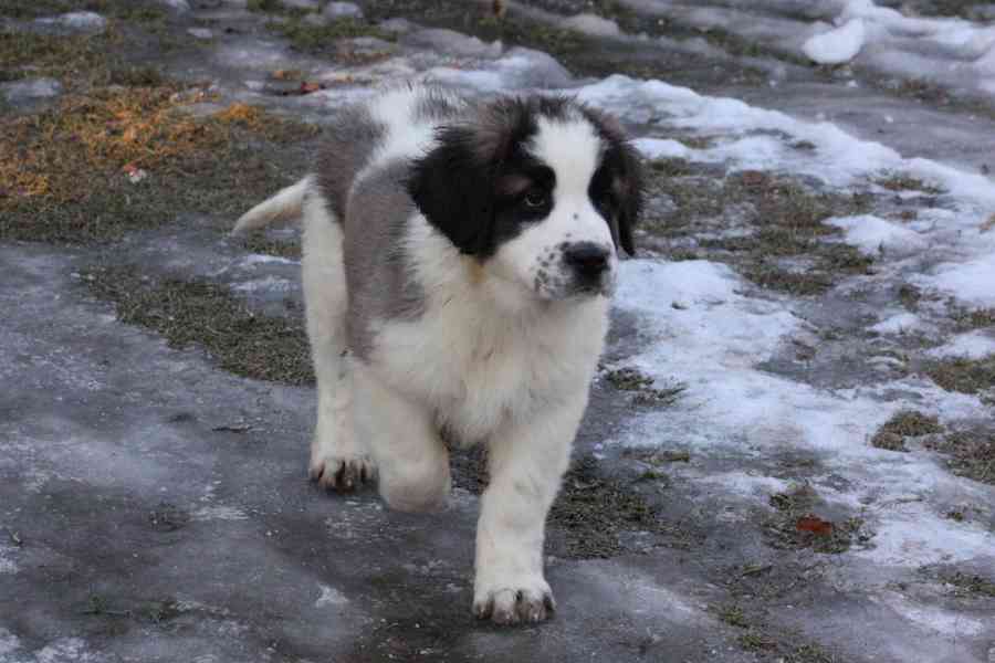 Moskevský strážní pes - foto 7