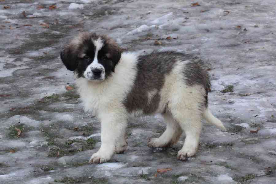 Moskevský strážní pes - foto 6