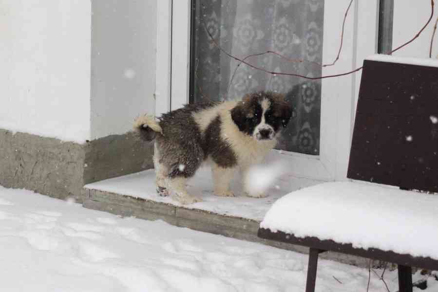 Moskevský strážní pes - foto 3