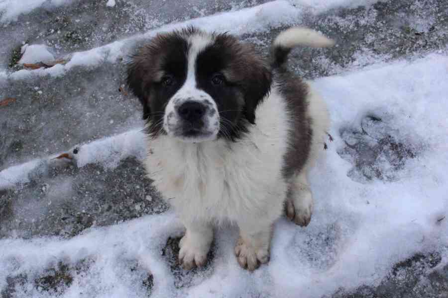 Moskevský strážní pes