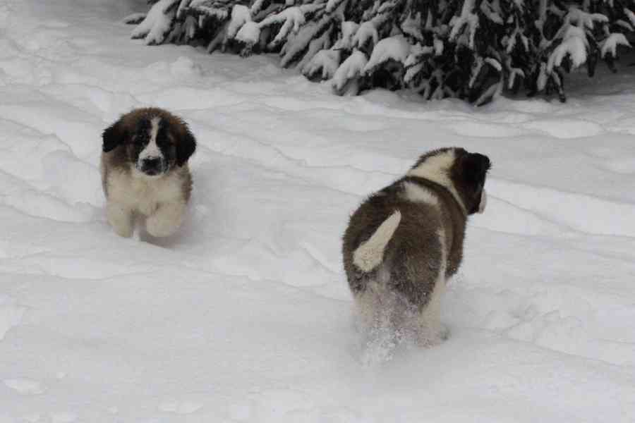 Moskevský strážní pes - foto 2