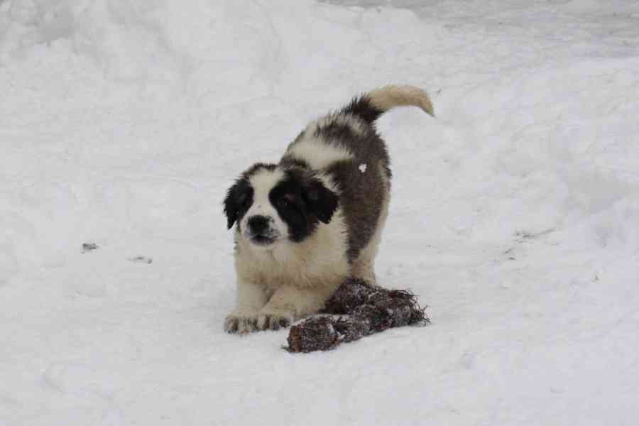 Moskevský strážní pes