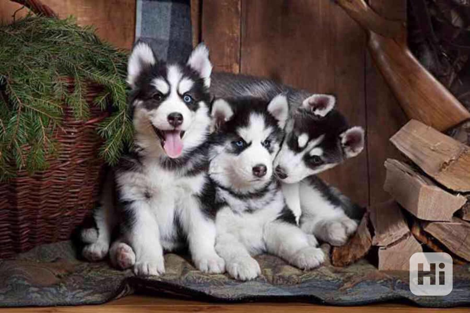Krásná štěňata sibiřského huskyho k adopci - foto 1