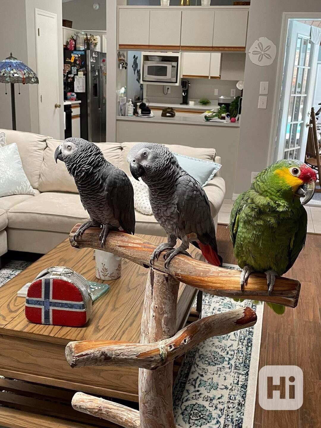 African grey parrots for sale - foto 1