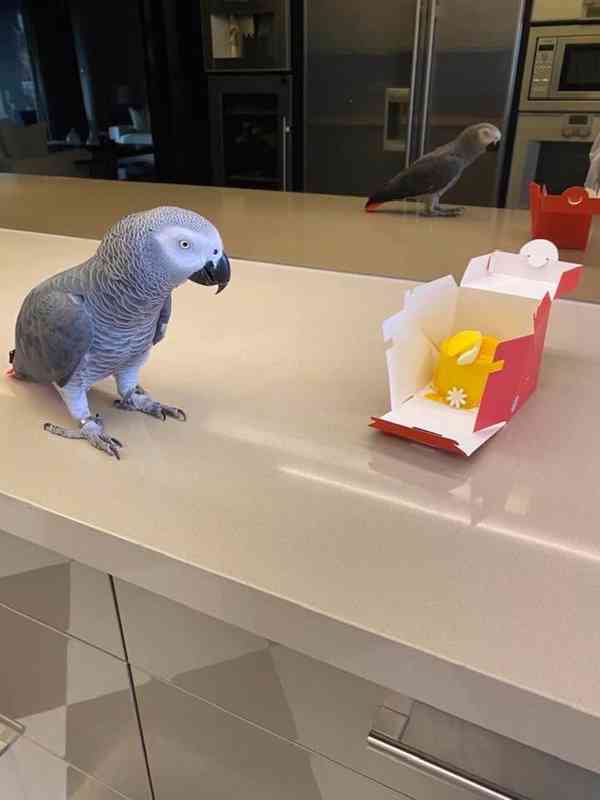 African grey parrots for sale - foto 2