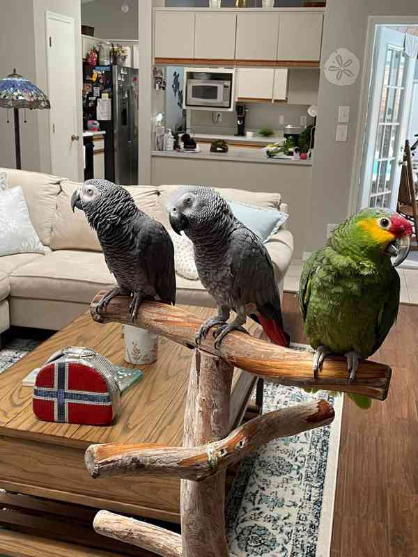 African grey parrots for sale - foto 1