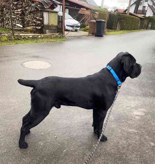 CHOVNÝ pes Cane Corso ke krytí - bazar - Hyperinzerce.cz