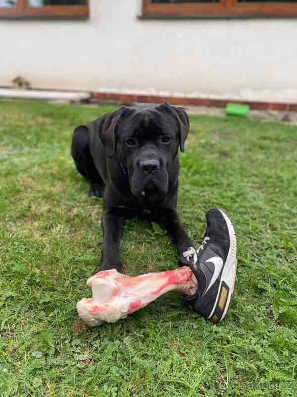 CHOVNÝ pes Cane Corso ke krytí - bazar - Hyperinzerce.cz
