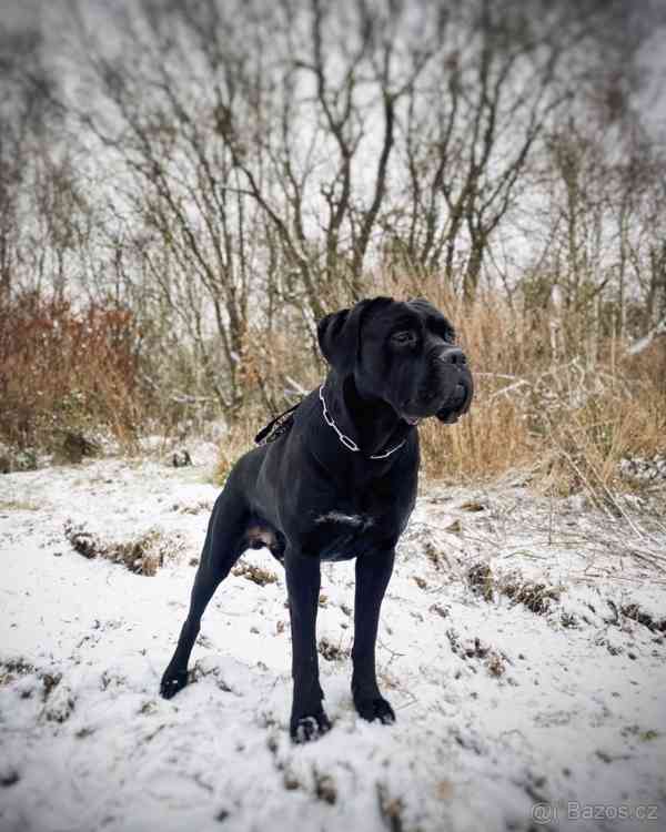 CHOVNÝ pes Cane Corso ke krytí - bazar - Hyperinzerce.cz