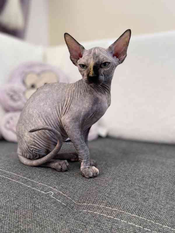 SPHYNX koťátko bez PP - foto 1