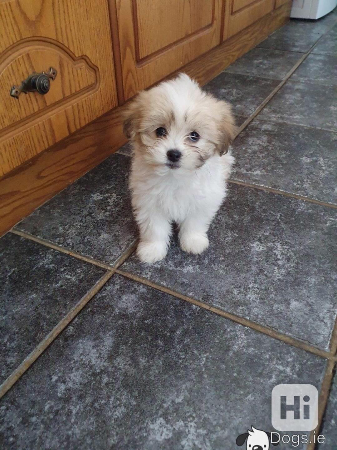 Krásný bišonský kříženec Shih Tzu (Zuchon) Štěňata - foto 1