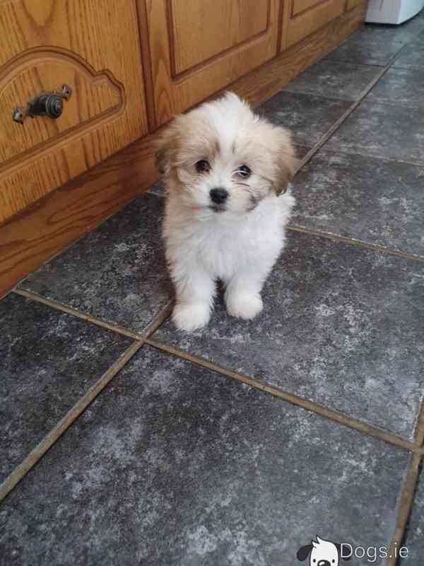 Krásný bišonský kříženec Shih Tzu (Zuchon) Štěňata - foto 1