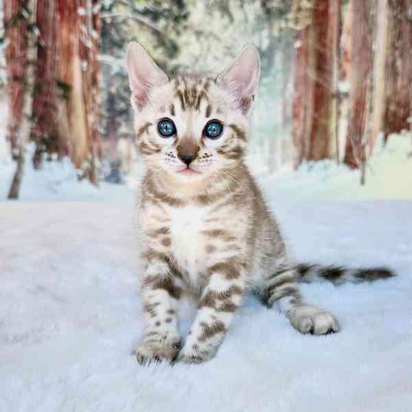 Krásné bengálské kotě k adopci v České republice 🐾 - foto 2