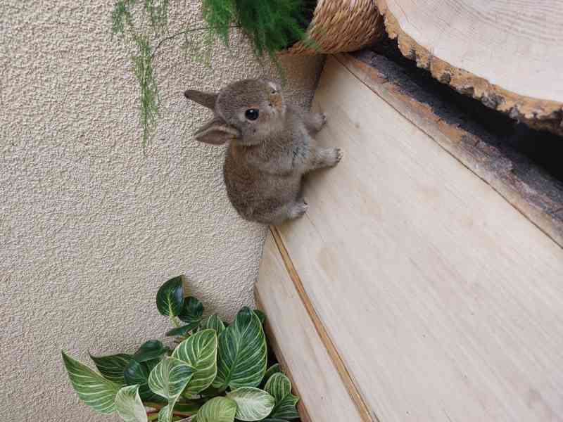 Zakrslý králík - hladkosrstý sameček