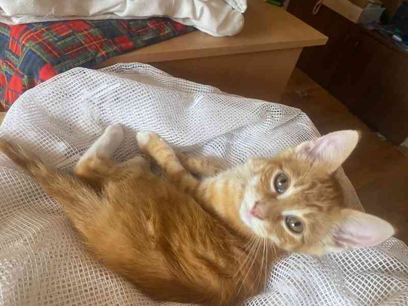 Nabízím 3 zrzavé kocourky - foto 5