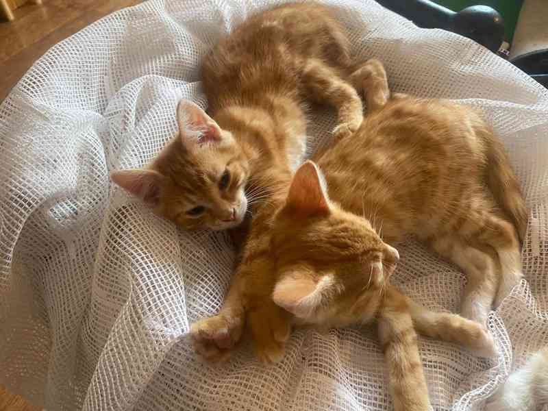 Nabízím 3 zrzavé kocourky - foto 4