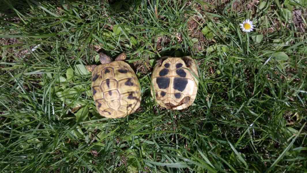 Suchozemské želvy - vroubená, zelenavá, čtyřprstá - foto 7