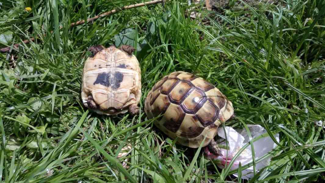 Suchozemské želvy - vroubená, zelenavá, čtyřprstá - foto 8