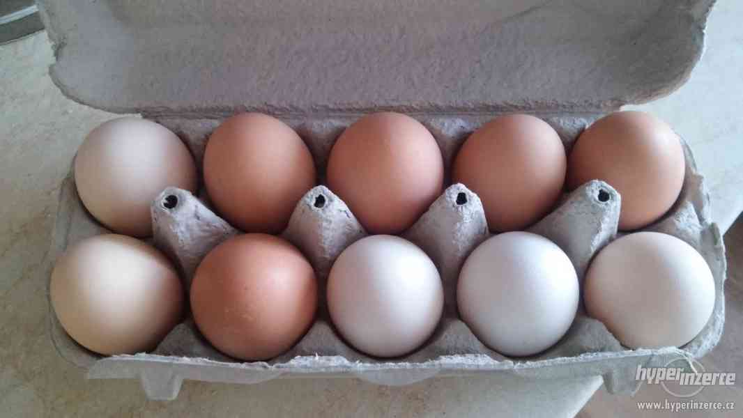 Prodam domaci vejce - foto 1
