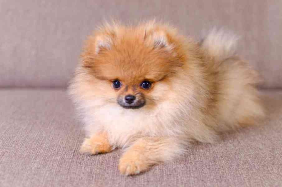 Prodám štěňátka německý špic trpasličí (pomeranian) - foto 3