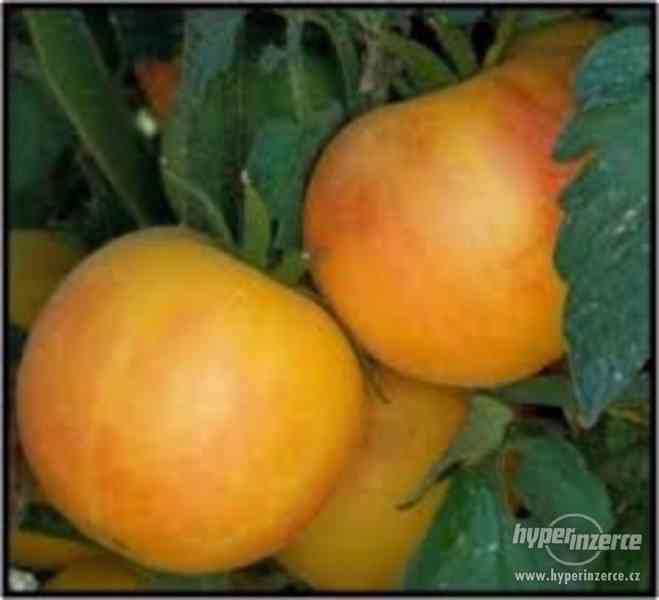 Rajče Wapsipinicon peach - semena - foto 1