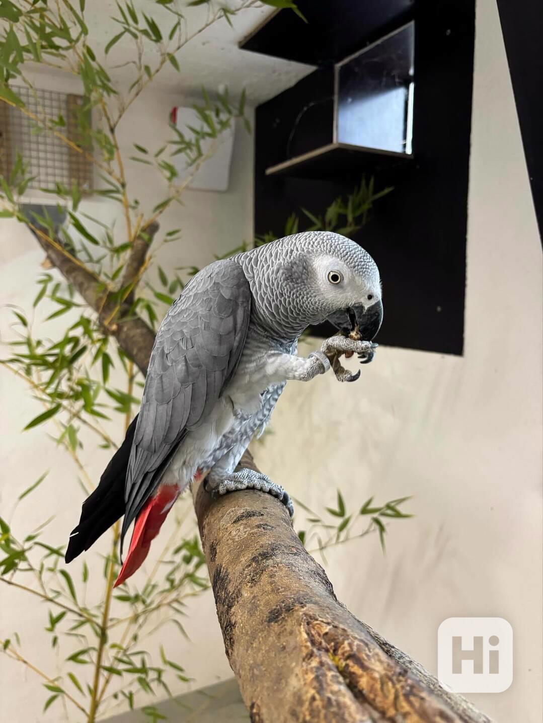 Ručně odchovaní! Napište nám na WhatsApp: +49 1577 7944807 - foto 1