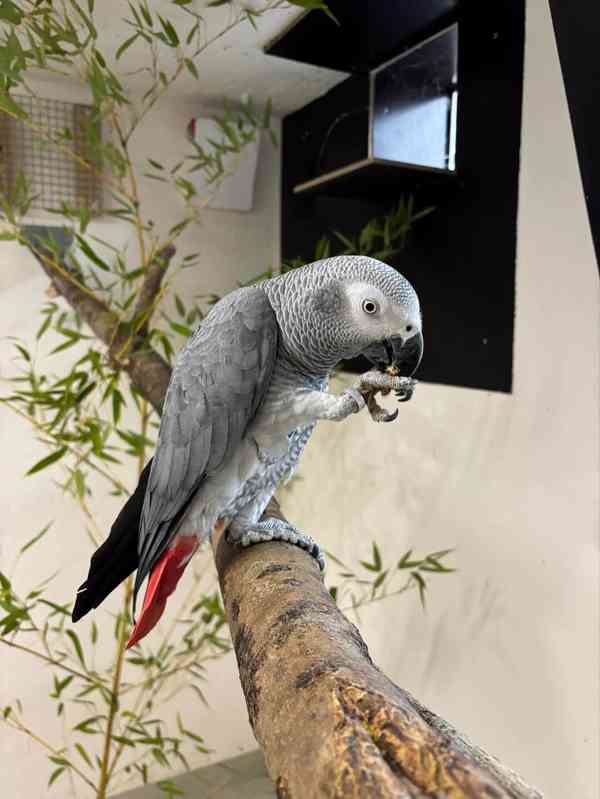 Ručně odchovaní! Napište nám na WhatsApp: +49 1577 7944807 - foto 1