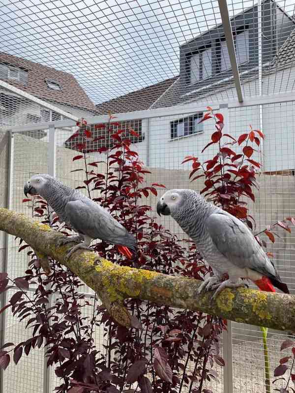 Ručně odchovaní! Napište nám na WhatsApp: +49 1577 7944807 - foto 2