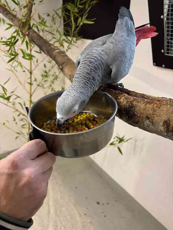 Ručně odchovaní! Napište nám na WhatsApp: +49 1577 7944807 - foto 3