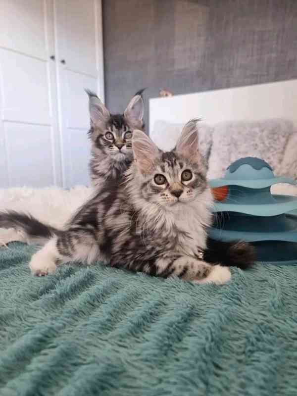 Rozkošná mainská mývalí koťátka nyní k bezplatné adopci  - foto 1