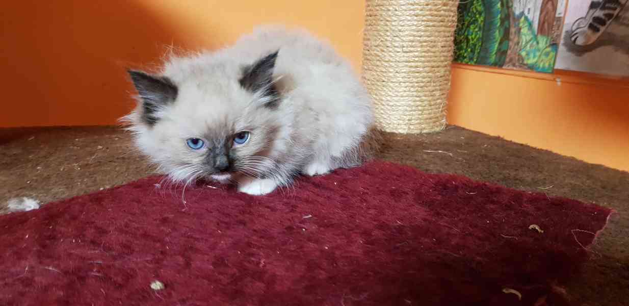 NABÍZIM  Ragdolla  - foto 3