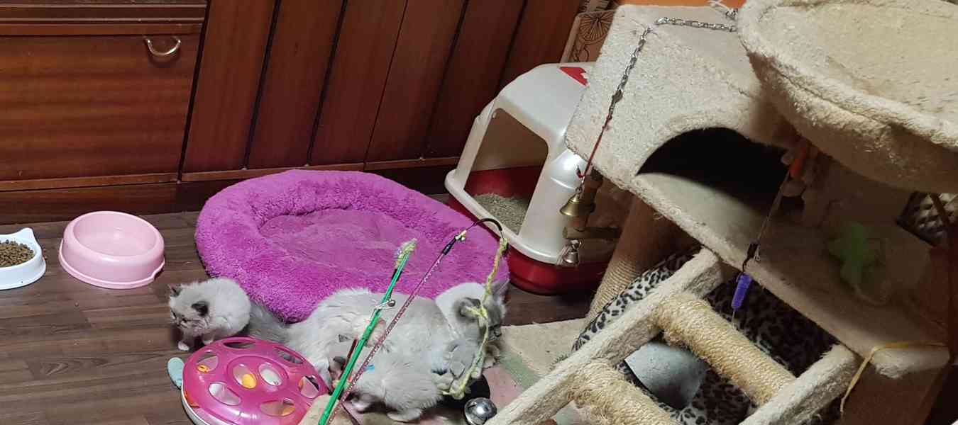 NABÍZIM  Ragdolla  - foto 5