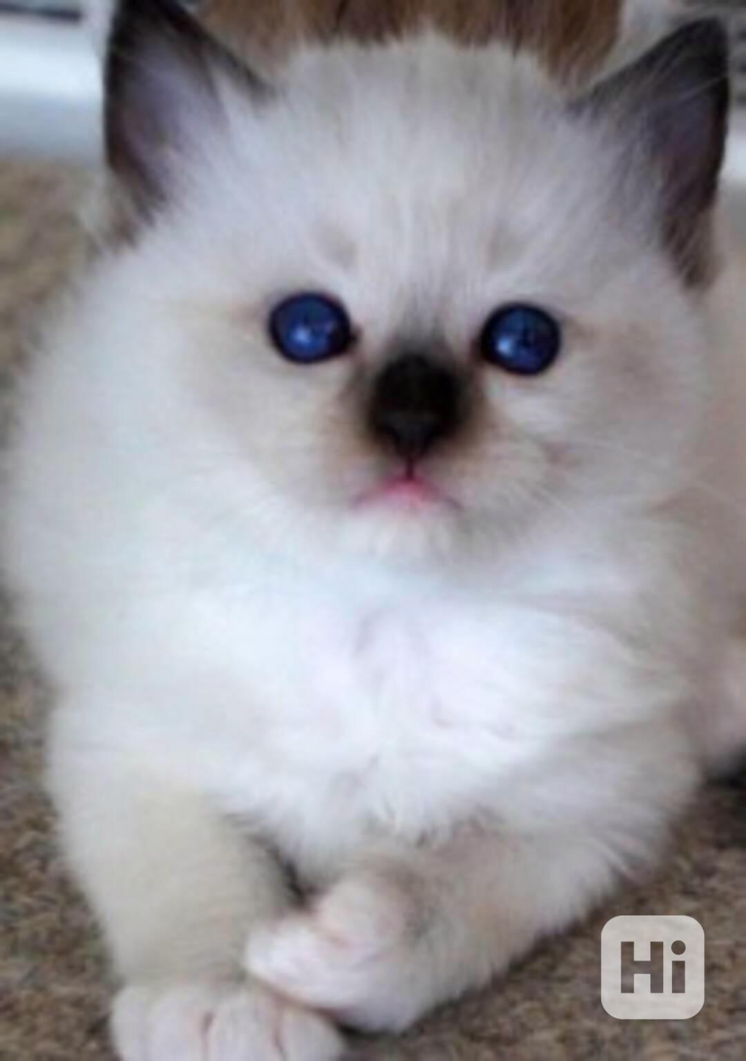 Rozkošná koťátka plemene RAGDOLL - foto 1