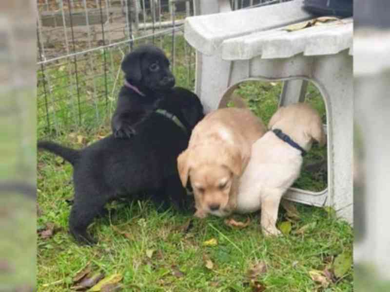 Labradorský retriever bez PP - foto 1