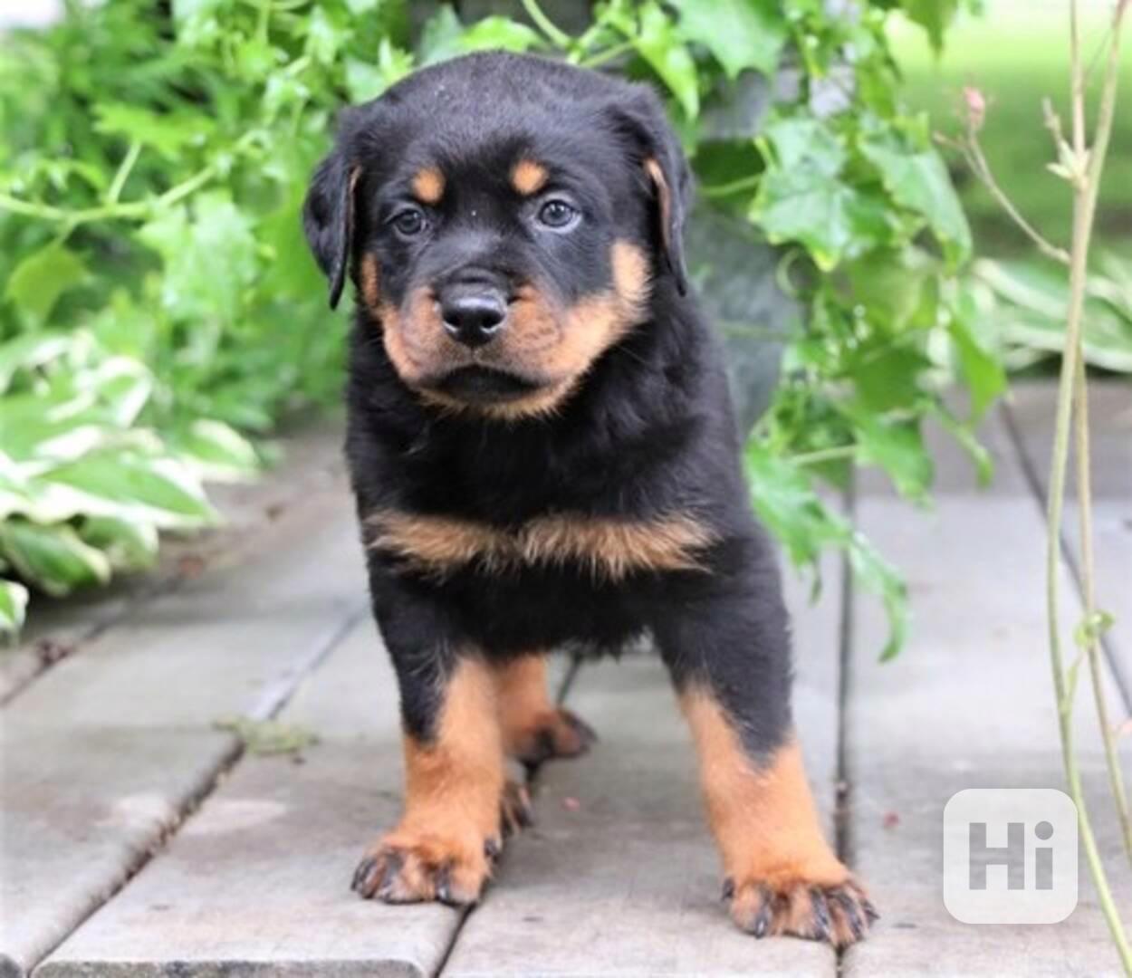 Štěňata rotvajlera - foto 1