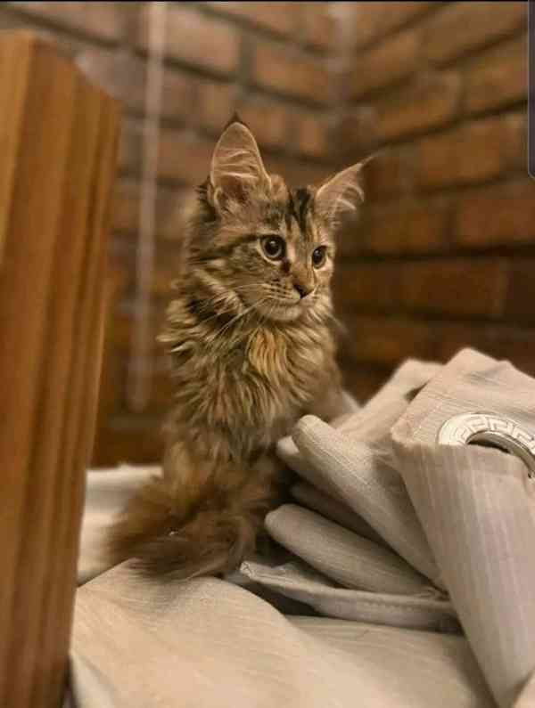 Rozkošná mainská mývalí koťátka nyní k bezplatné adopci  - foto 2