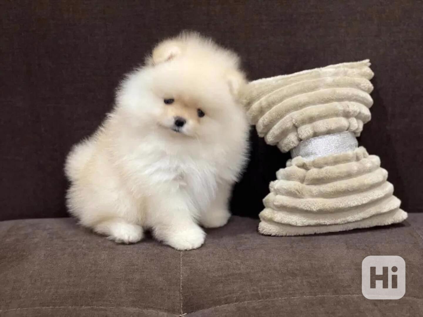 Rozkošný pomeranian na prodej – váš nový nejlepší přítel! - foto 1