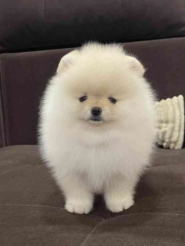 Rozkošný pomeranian na prodej – váš nový nejlepší přítel! - foto 4