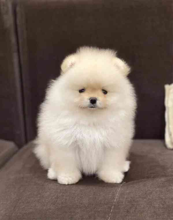 Rozkošný pomeranian na prodej – váš nový nejlepší přítel! - foto 3